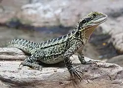 Australische Wasseragame