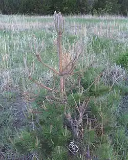 Eine von Larven teilweise abgefressene Kiefer