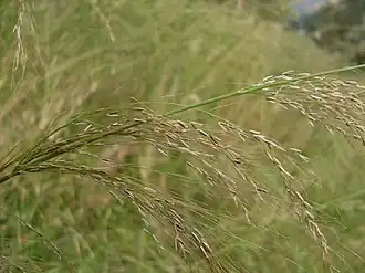 Stout Bamboo Grass (Austrostipa ramosissima)