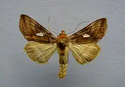 Autographa excelsa
