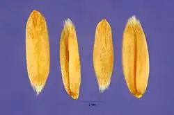 Körner von Avena nuda