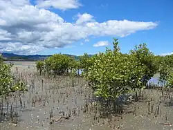 Mangrovenwälder, Mangrovenbäume der Art Avicennia marina var. resinifera.