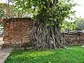 Pho-Baum mit eingewachsenem Buddha-Kopf im Wat Mahathat Ayutthaya, Thailand