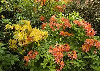 Azalee (Rhododendron)