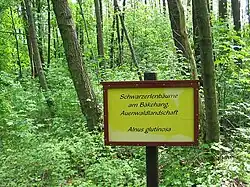 Auwald mit Schwarzerlen (Alnus glutinosa)