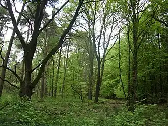 Auenlandschaft im Naturschutzgebiet