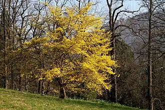 Michaelsberg (Baden-Baden)