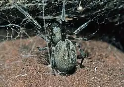 Rückansicht eines Weibchens