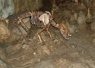 Ein Skelett des Ursus spelaeus, des Höhlenbären in der Bärenhöhle bei Sonnenbühl.