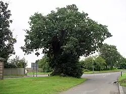 Die Baginton Oak.