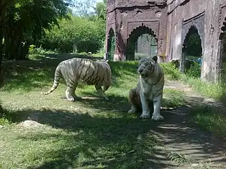 Weiße Tiger