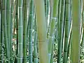 Phyllostachis spec.