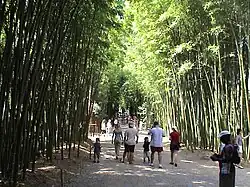 Bambouseraie de Prafrance