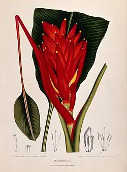 Banana (Musa coccinea Andr.)
