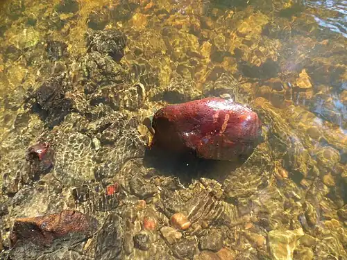 Hämatit-überzogener Quarzkiesel aus dem Bandiat unterhalb von Nontron. Dürfte einem Quarzgang des Granodiorits entstammen.