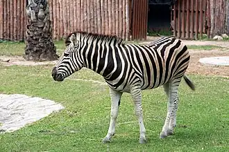 Steppenzebra