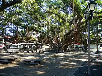 Lahaina Banyanbaum im Banyan Court Park (2016)