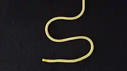 In der Draufsicht! Zuerst wird mit dem linken Ende (hier gelb) ein S gelegt.