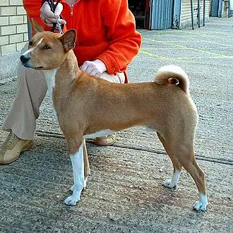 Basenji
