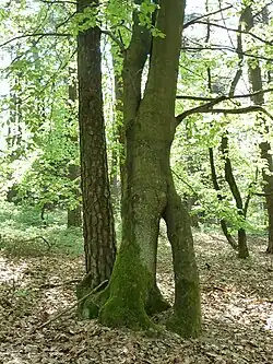 Baum nahe der Totenkopfhütte
