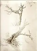 Studie einer Eiche; Baum mit Wurzel, 1809