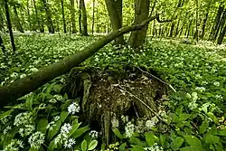 Naturschutzgebiet Elmuß unmittelbar am Rand der Hauptorts, aber auf Grafenrheinfelder Gebiet