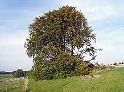 Die Bavaria-Buche 2007