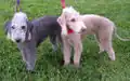 Bedlington Terrier