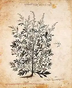 Beifußbäumchen (Blatt&nbsp;20&nbsp;verso)