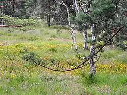 Gelbe Moorlilie und Glockenheide im Pietzmoor