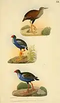 Ornithologie der Viti, Samoa und Tongainseln, Beitrag zur Fauna von Hartlaub u. Finsch
