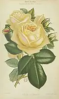 'Belle Lyonnaise', 1867