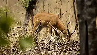 Antilope des Bénoué-Nationalparks