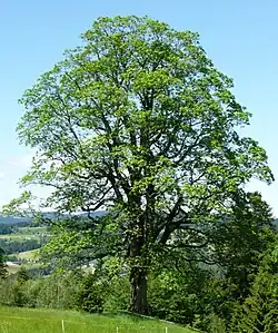Naturdenkmal Bergahorn in Ammenegg.