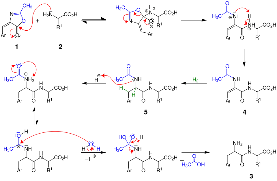Bergmann-Azlacton-Synthese – Reaktionsmechanismus