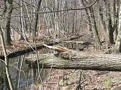 Das Berliner Naturschutzgebiet „Hundekehlefenn“