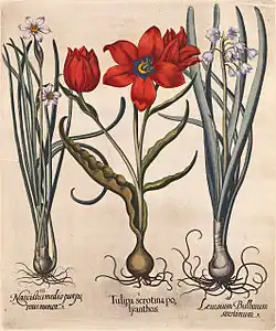 Tulpen, Hortus Eystettensis