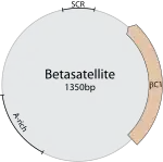 Genomkartevon Betasatellite…