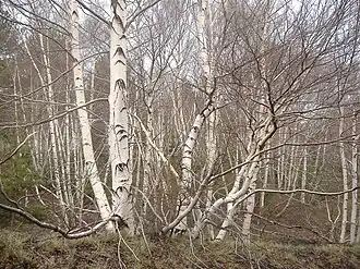 Birken (Birch)