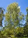 Hänge-Birke (Betula pendula)