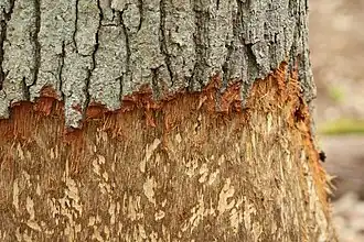 Nagespuren an einer Eiche bei Berlin