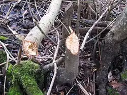 Biberbissspuren im Naturschutzgebiet