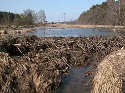 Biberdamm am Banzerbach bei Veitserlbach (Bayern)