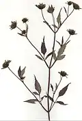 Bidens frondosa var. frondosa (Herbarbeleg)