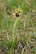Spinnen-Ragwurz (Ophrys sphegodes)