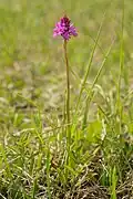 Pyramidenorchis (Anacamptis pyramidalis)