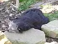 Binturong in der ZOOM-Erlebniswelt, Gelsenkirchen
