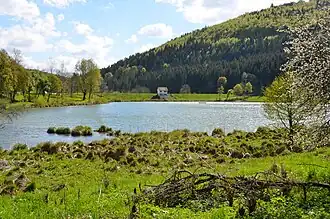 Biotop Kohlstattbrunnenweiher am Stausee