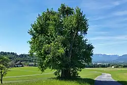 Birnbaum in Furithal