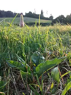 Schlangen-Knöterich (Wurzeln und Blätter)